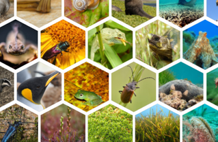 Panorama de biodiversité